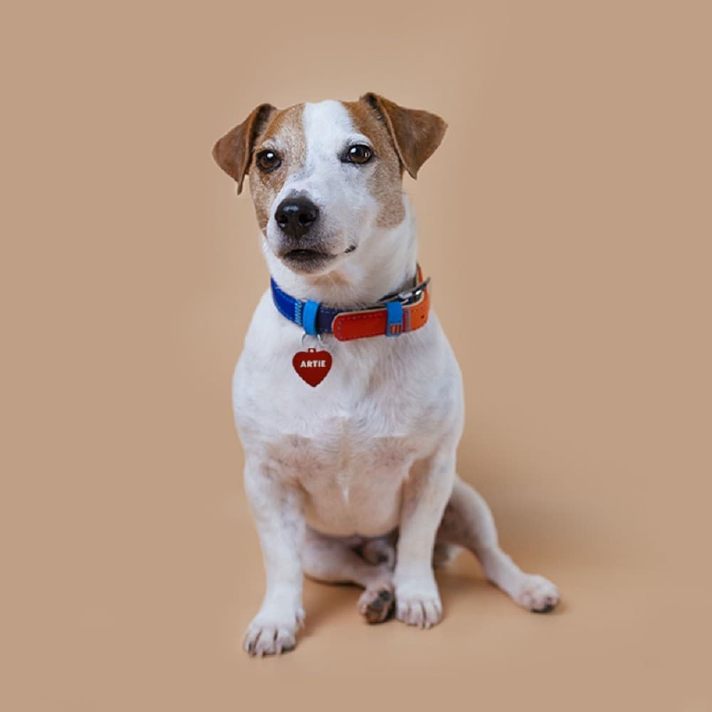 Placa De Perro En Forma De Corazón Para Sublimar - Miniatura 2